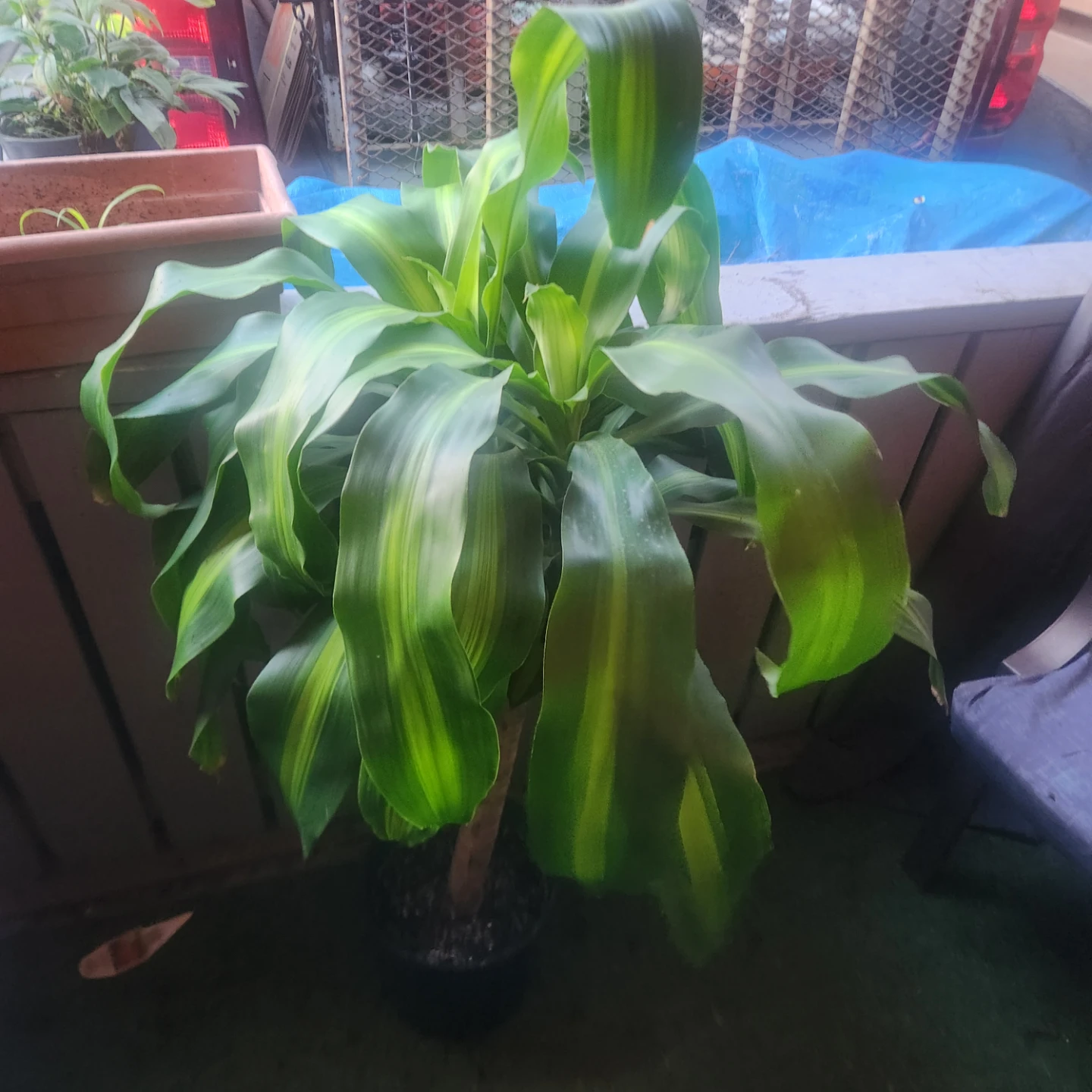 Dracaena Massangeana Corn Plant