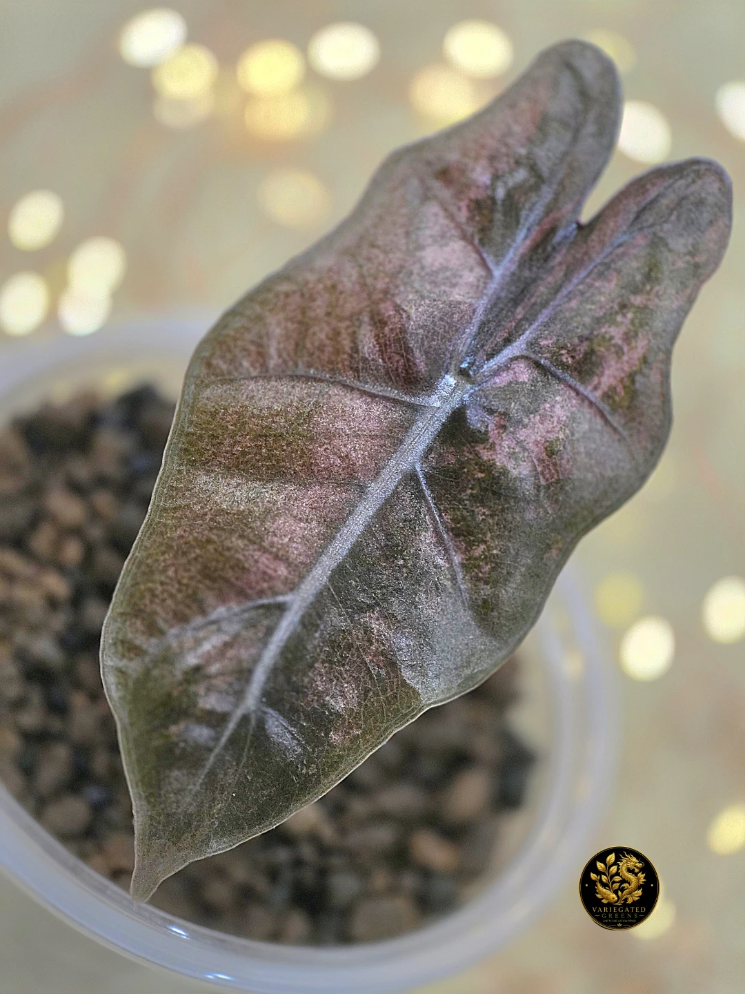 Alocasia pseudosanderiana “Mauve Patina” - photo 3