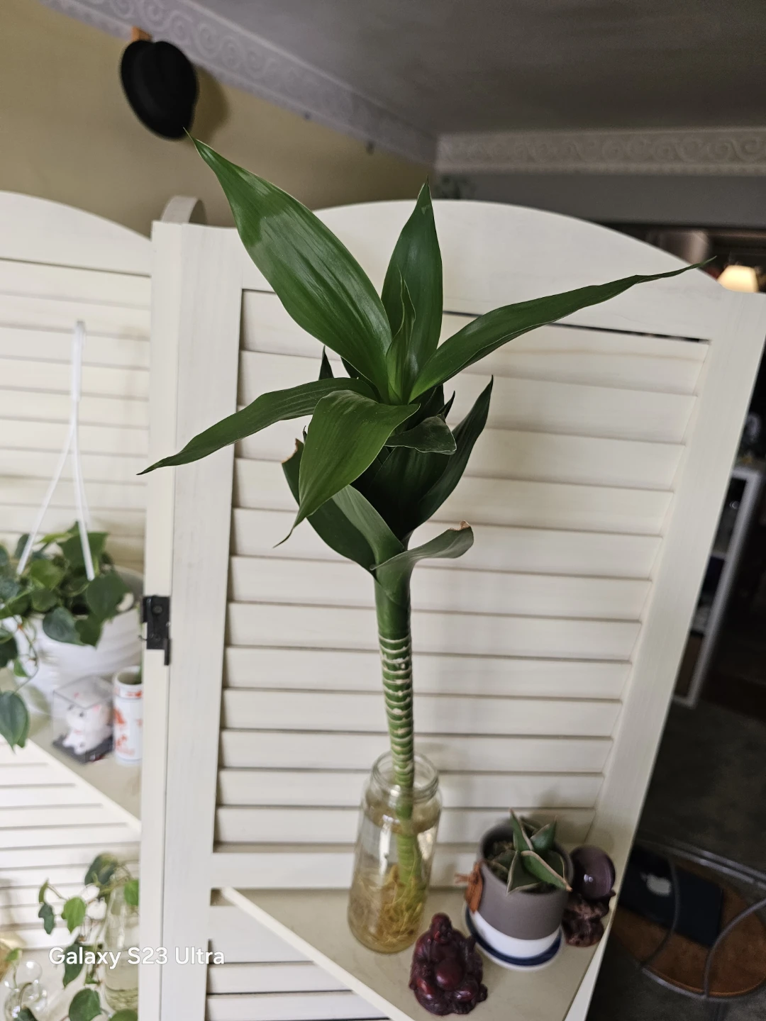 Lucky Bamboo plant in glass jar