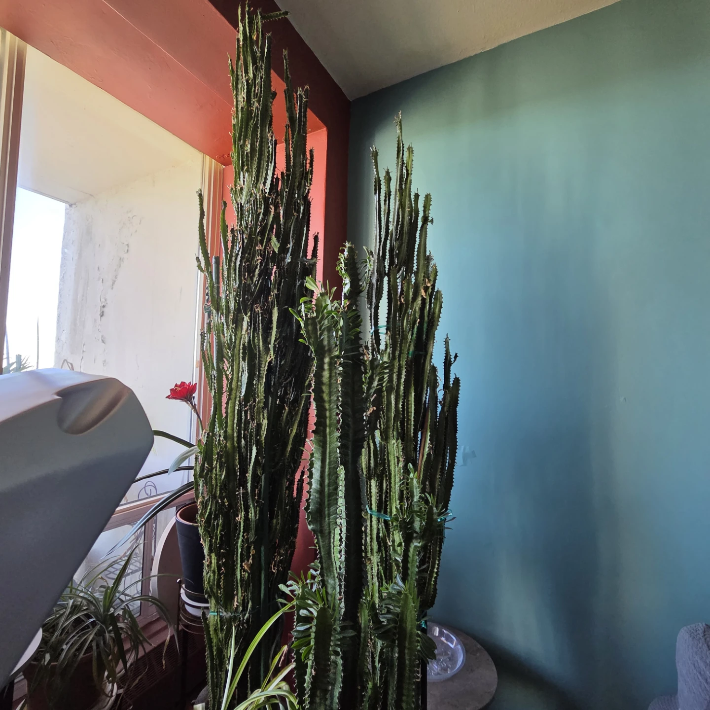 Large Potted Euphorbia Trigona Plants - photo 3