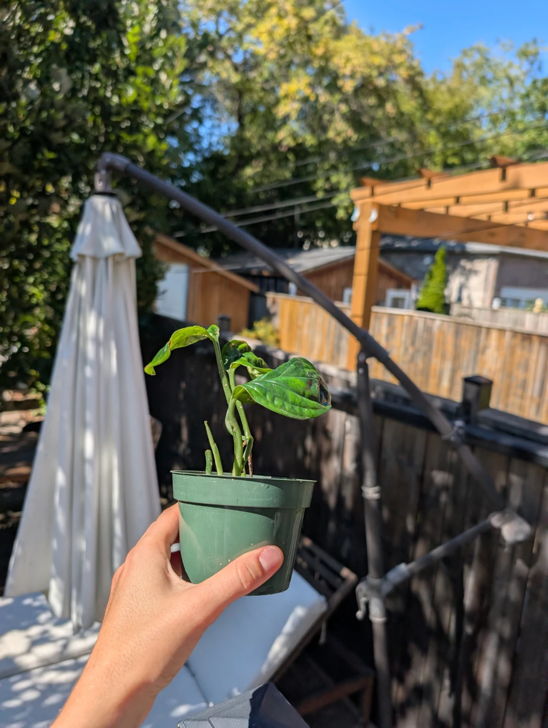 Monstera Peru Plant in pot (semi rare plant) - photo 5