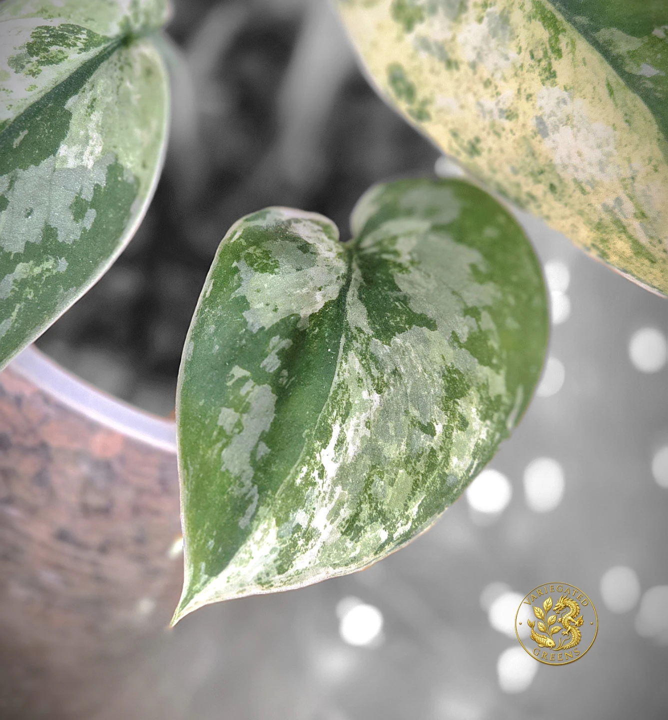 Scindapsus pictus Halimoon "Aureate Strata" - photo 3