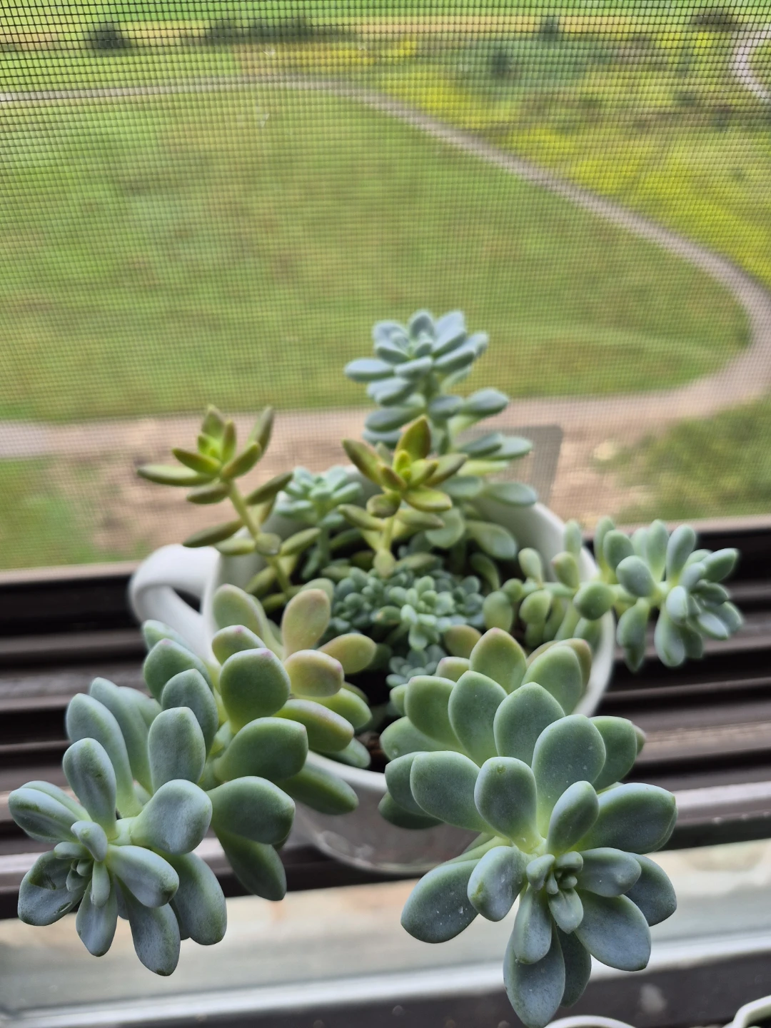 Succulent Arrangement in White Mug - photo 3