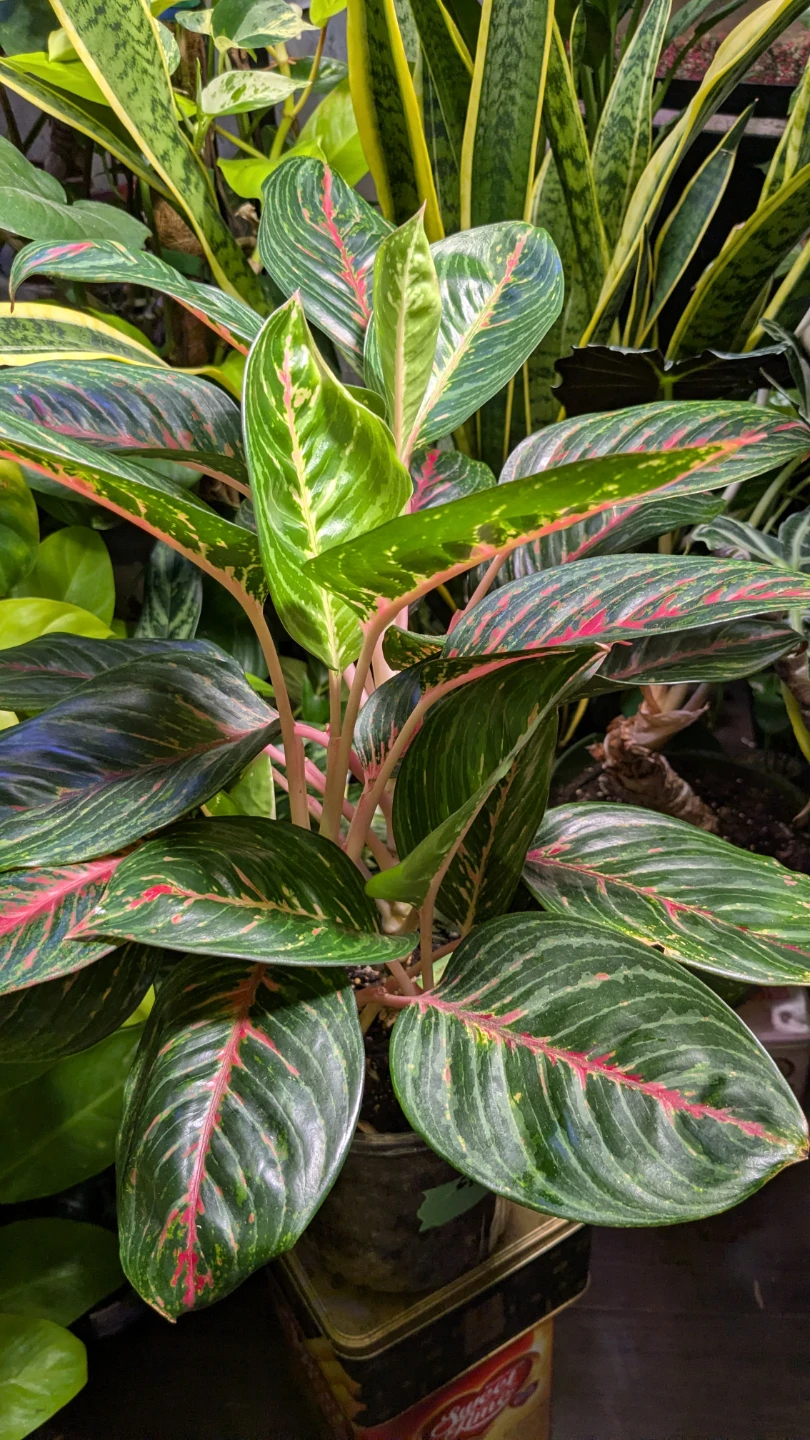 Aglaonema emerald red - photo 2