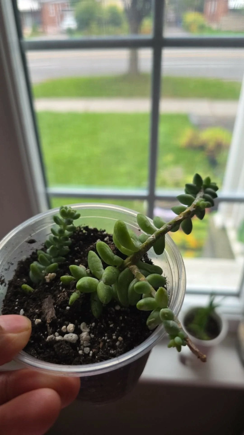 Sedum succulent plant