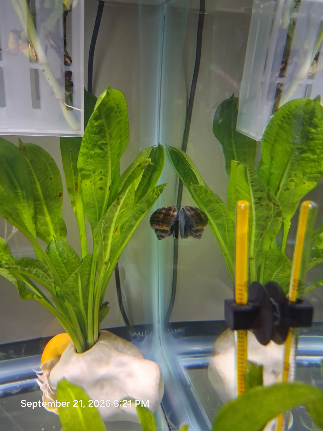 6 Free Mystery snails 🐌 - photo 5
