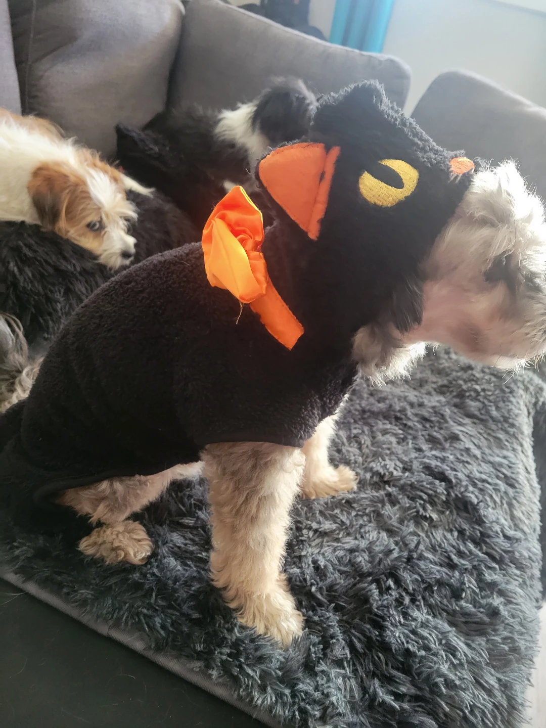 Pet Costume (Medium) - photo 2