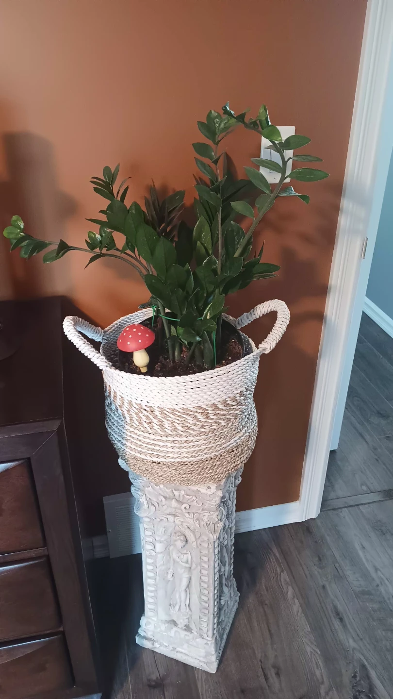ZZ Plant in Decorative Basket and Pedestal