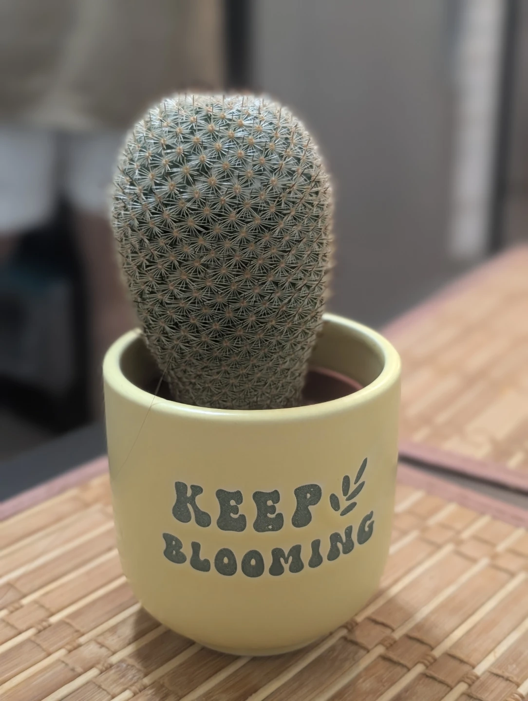 Collection of Potted Cacti - photo 4