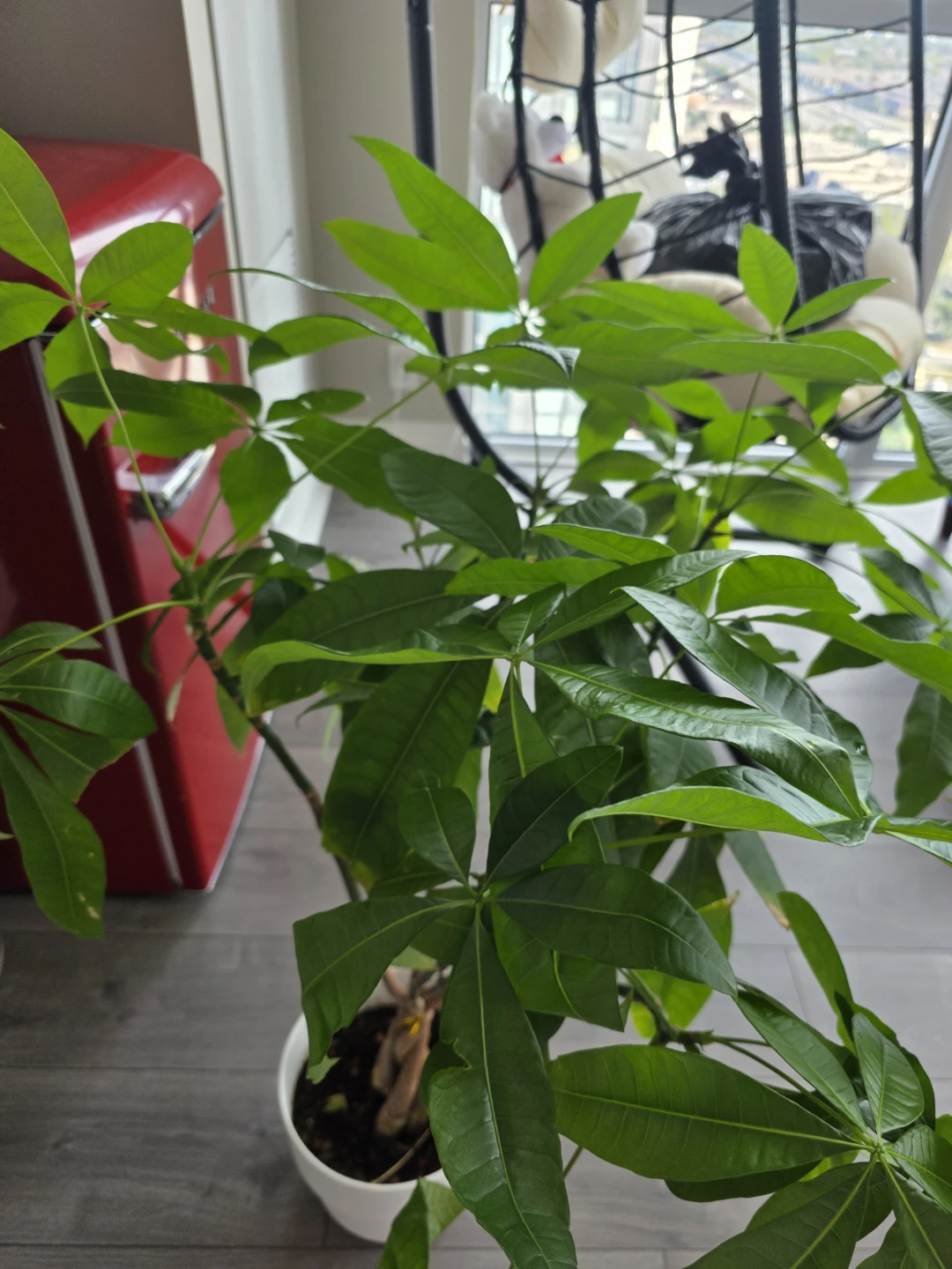 Pachira Aquatica Money Tree - photo 2