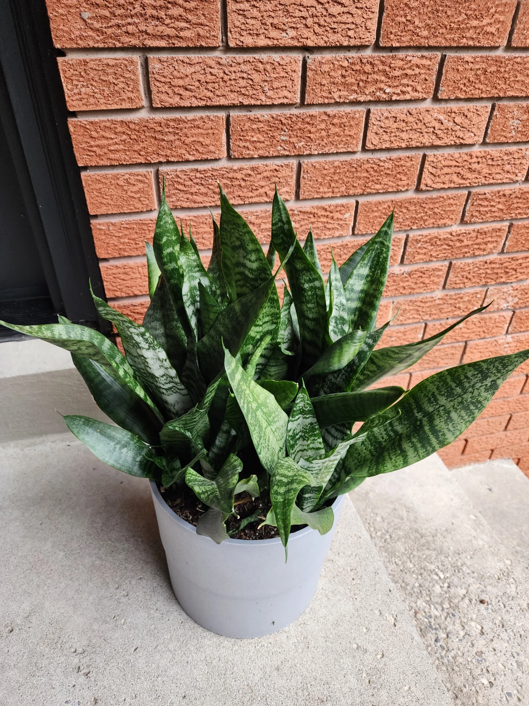 Snake Plant in Grey Pot - photo 2