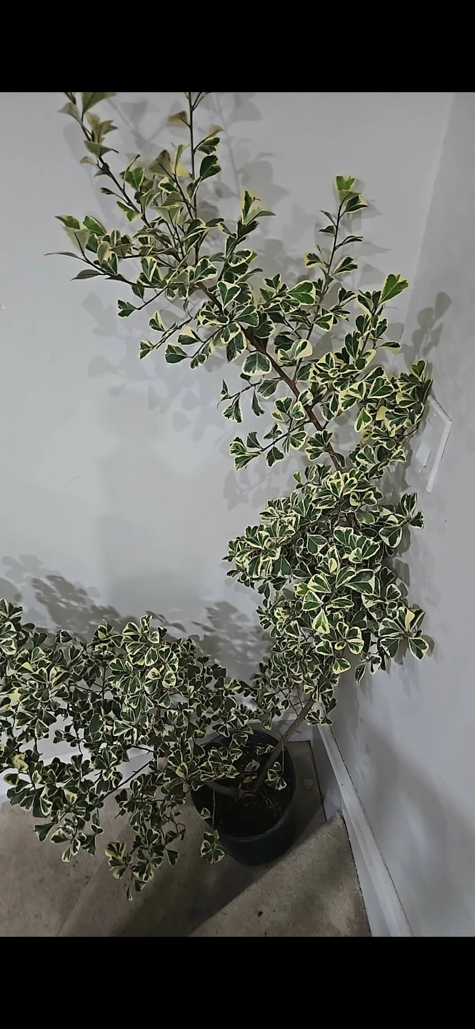 Variegated Euonymus Houseplant 5 feet - photo 4