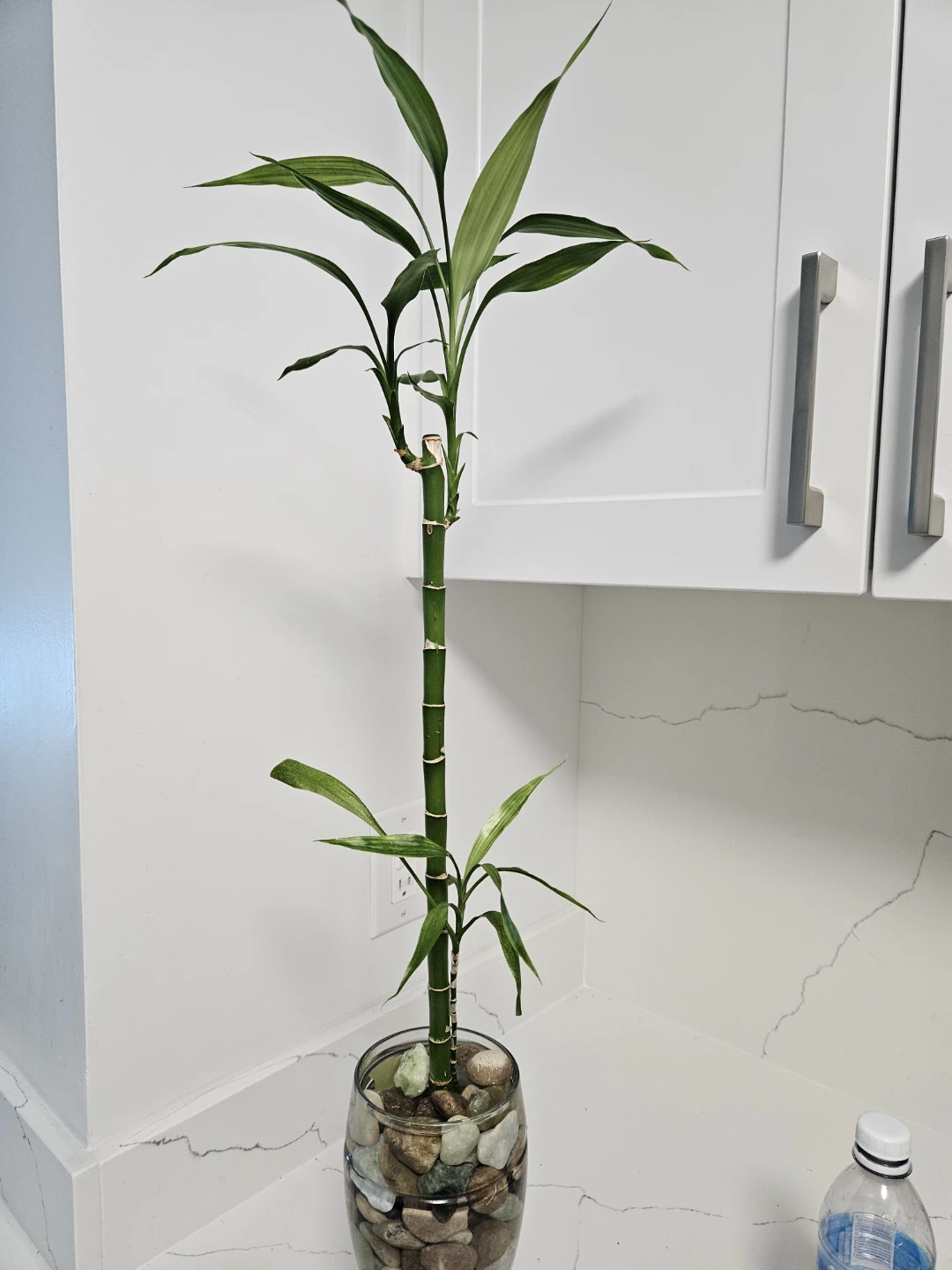 Lucky Bamboo Plant in Glass Vase - photo 3