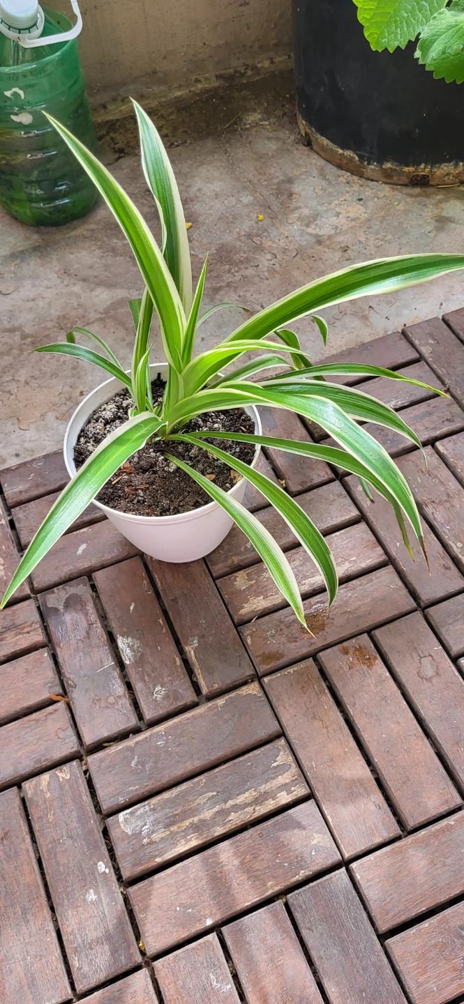Spider Plant in White plastic pot - photo 5