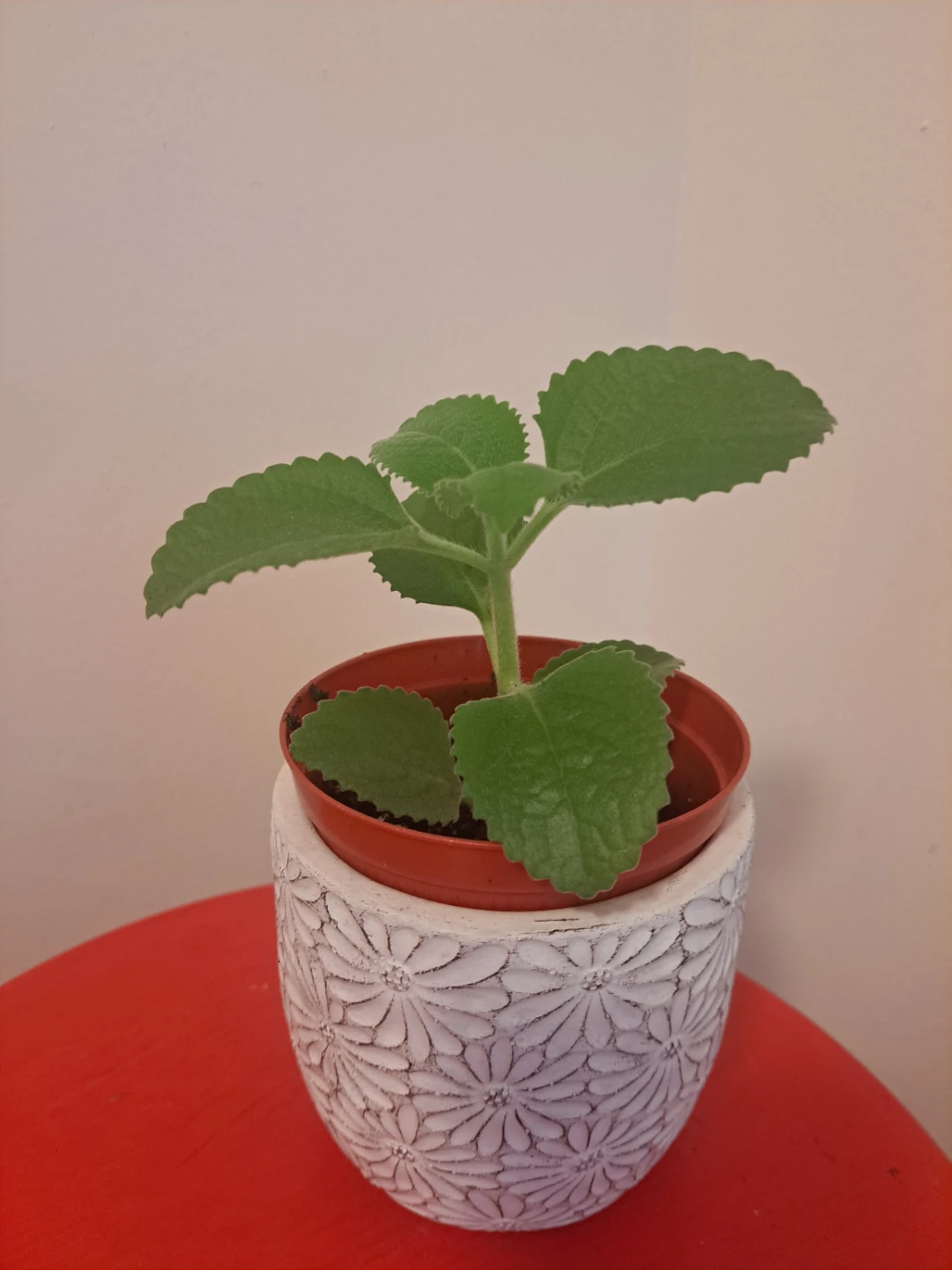 Mexican Mint/French thyme plant