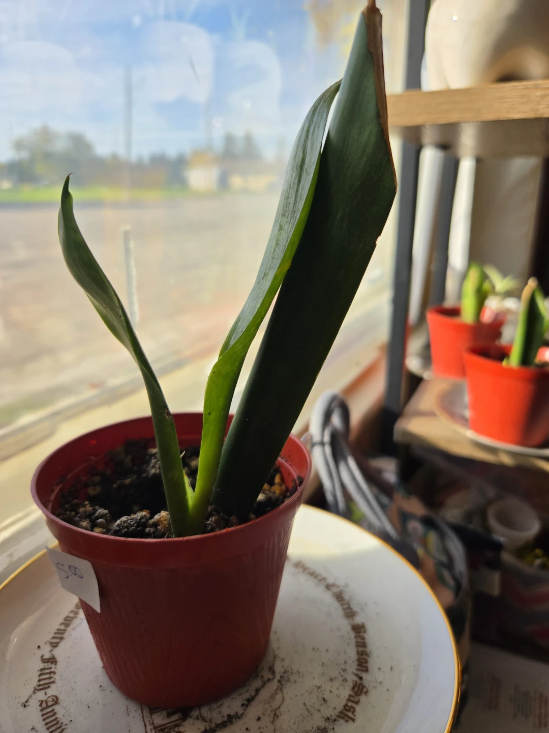 Snake Plant in Red Plastic Pot
