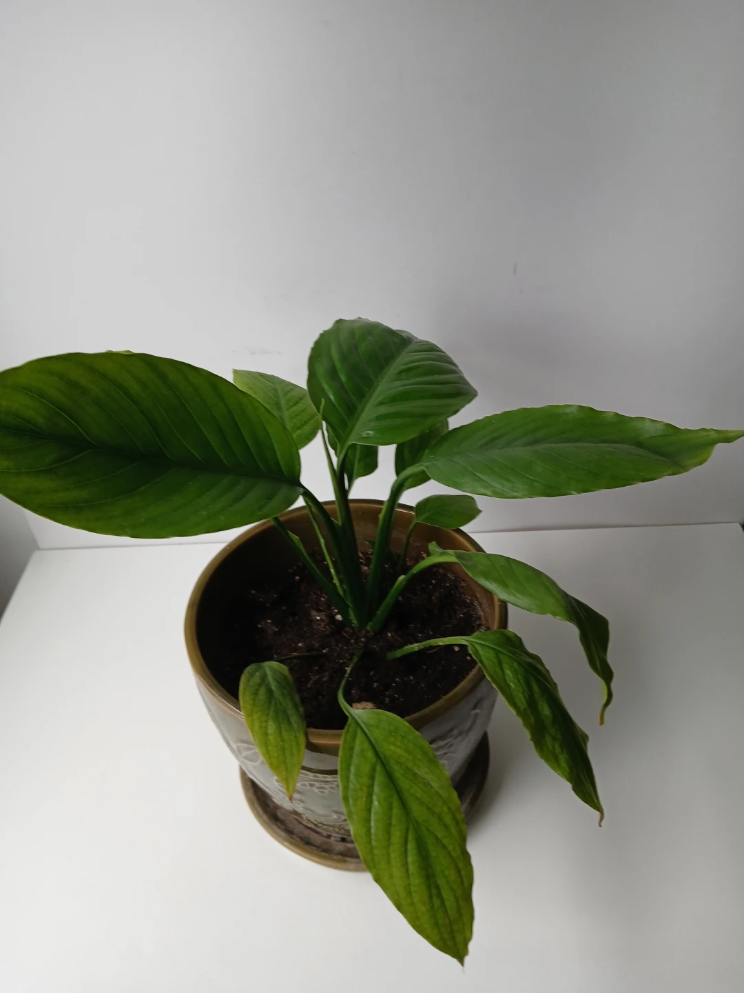 Peace Lily Plant in Decorative Ceramic Pot. FIRM PRICE.