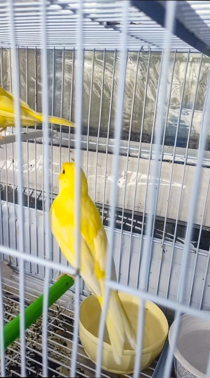 Two young canaries - photo 2