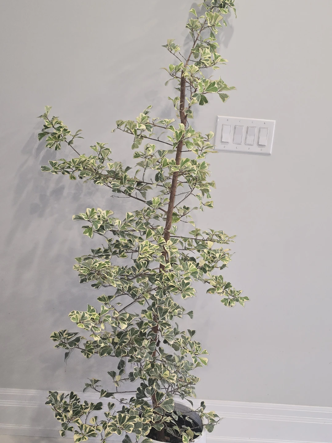Variegated Ficus  triangularis  standard tree