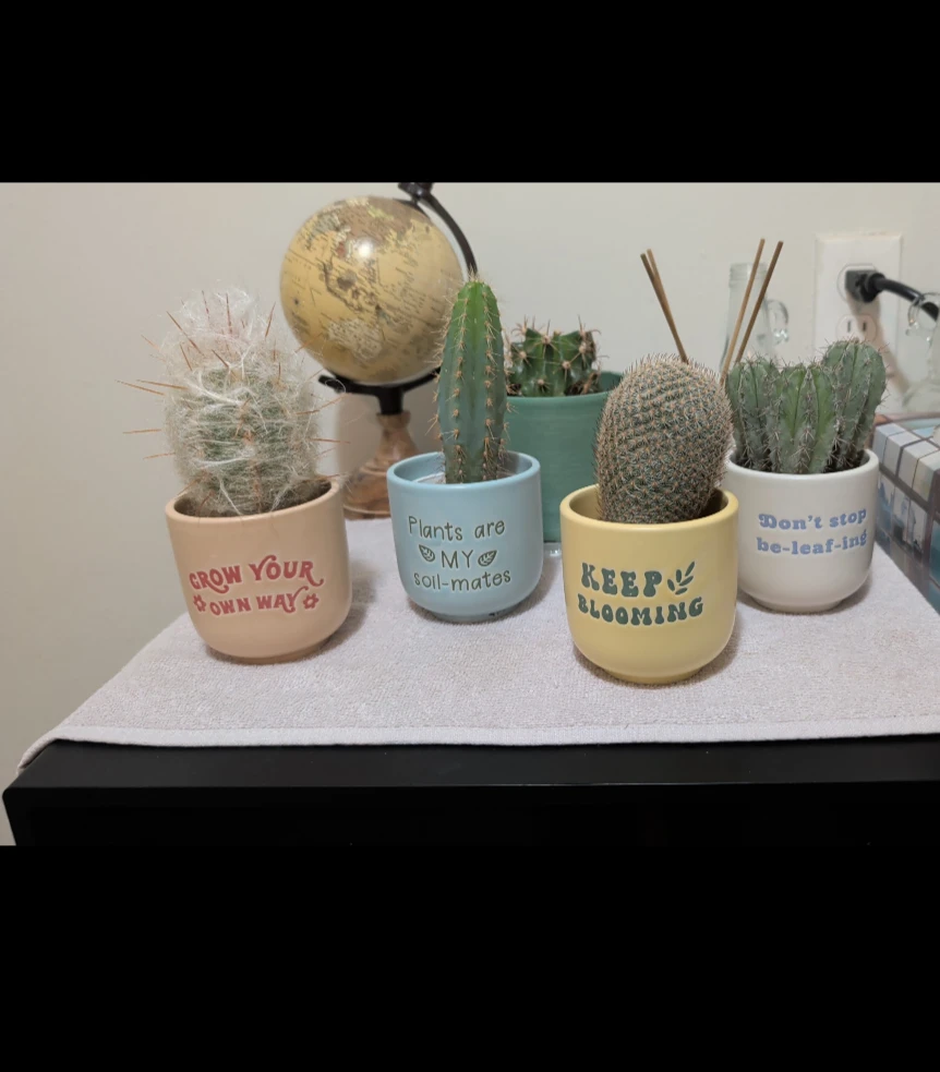 Collection of Potted Cacti