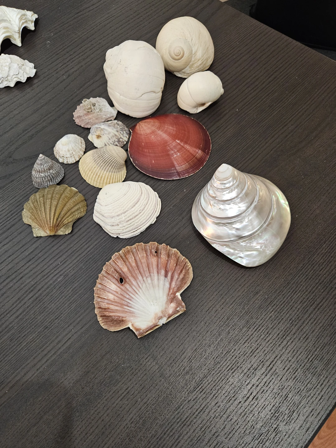 Collection of Seashells - photo 2