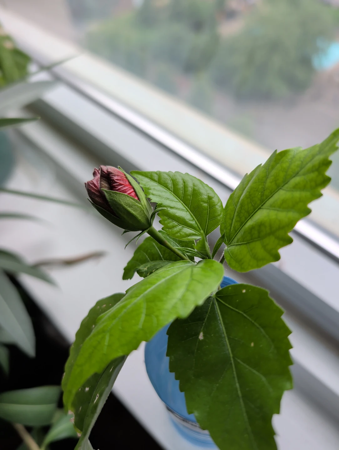 Red Hibiscus Cutting with Bud