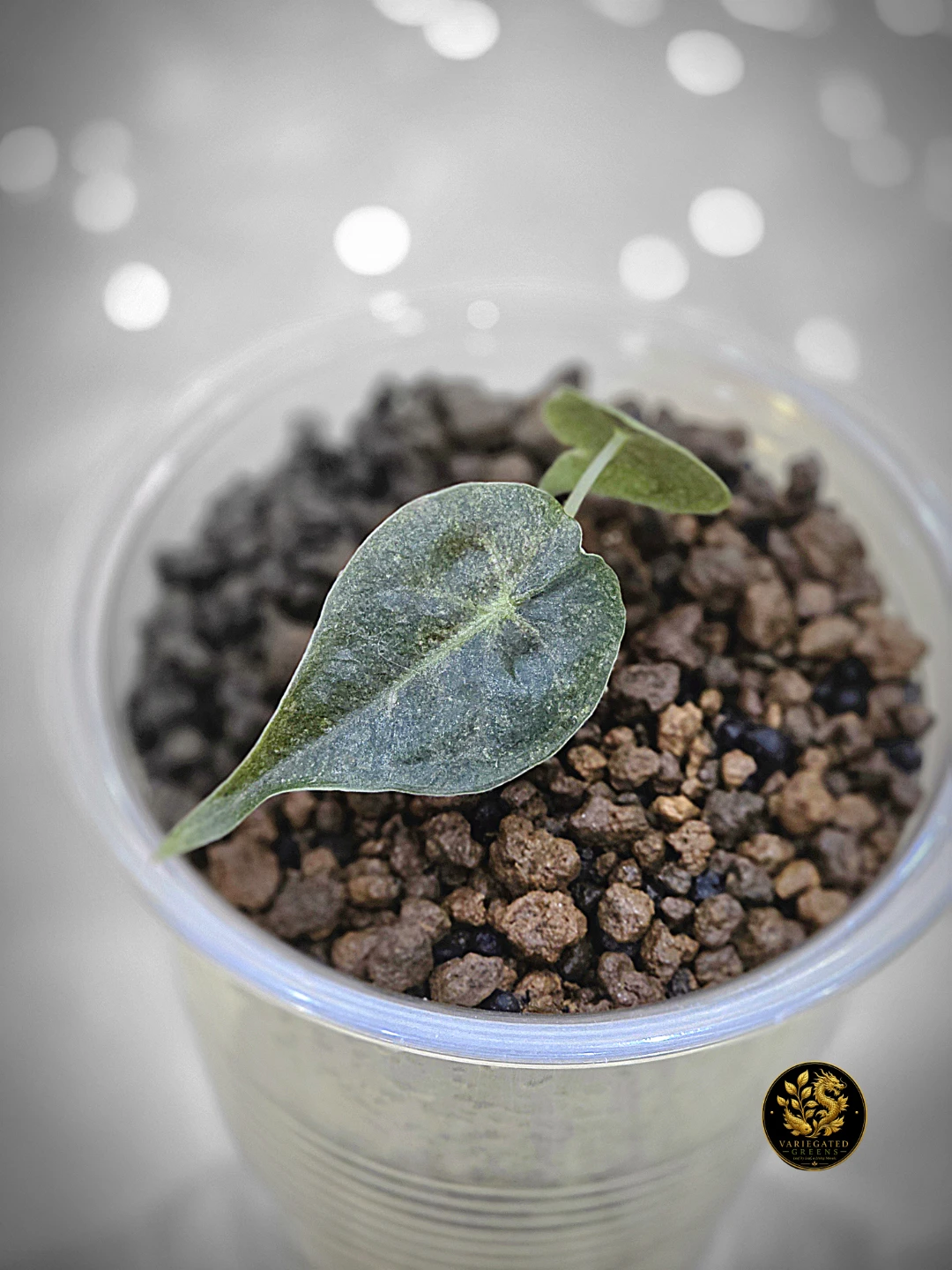 Alocasia Golden Bone "Gilded Undertone" - photo 2
