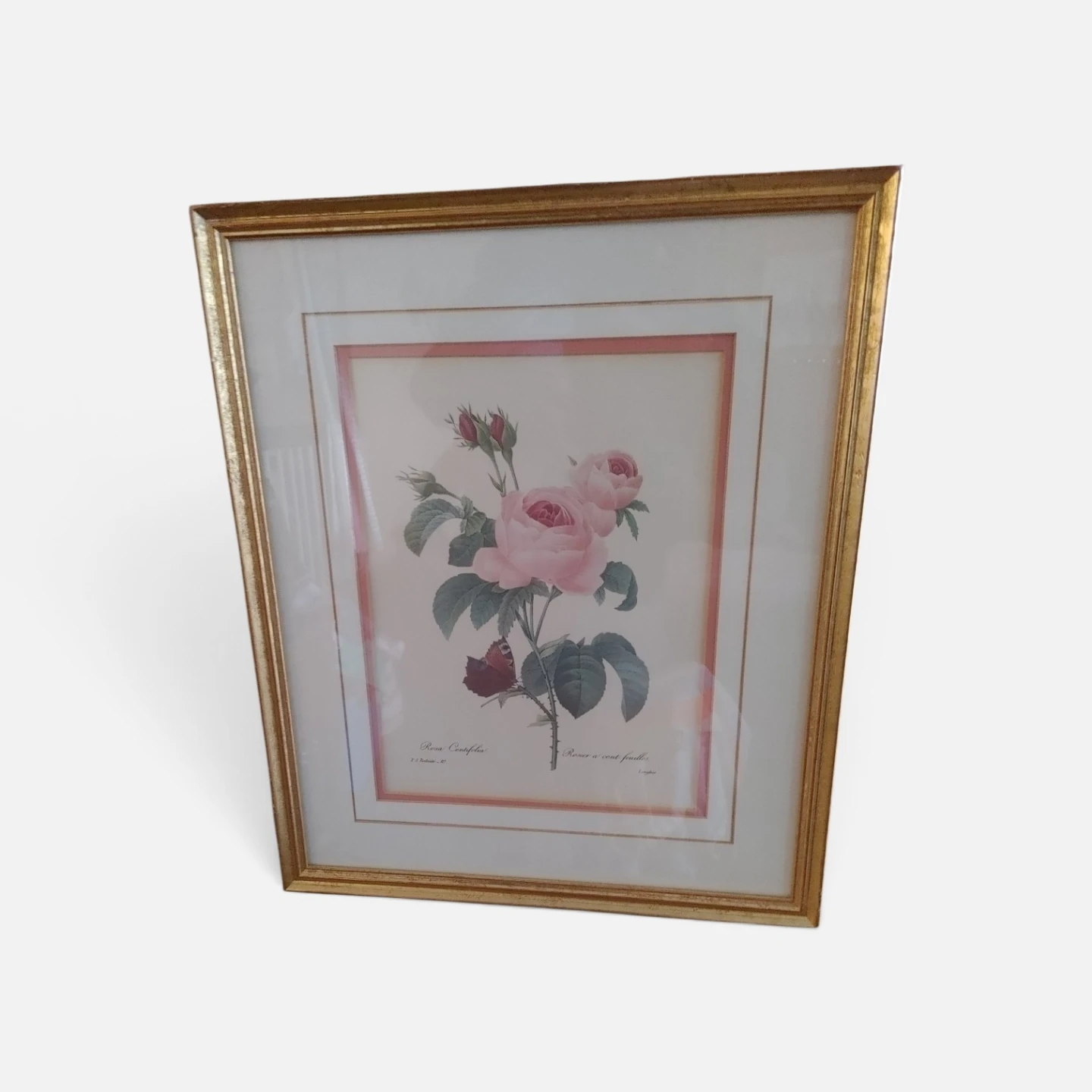 Rosa Centifolia Botanical Print with Gold Frame