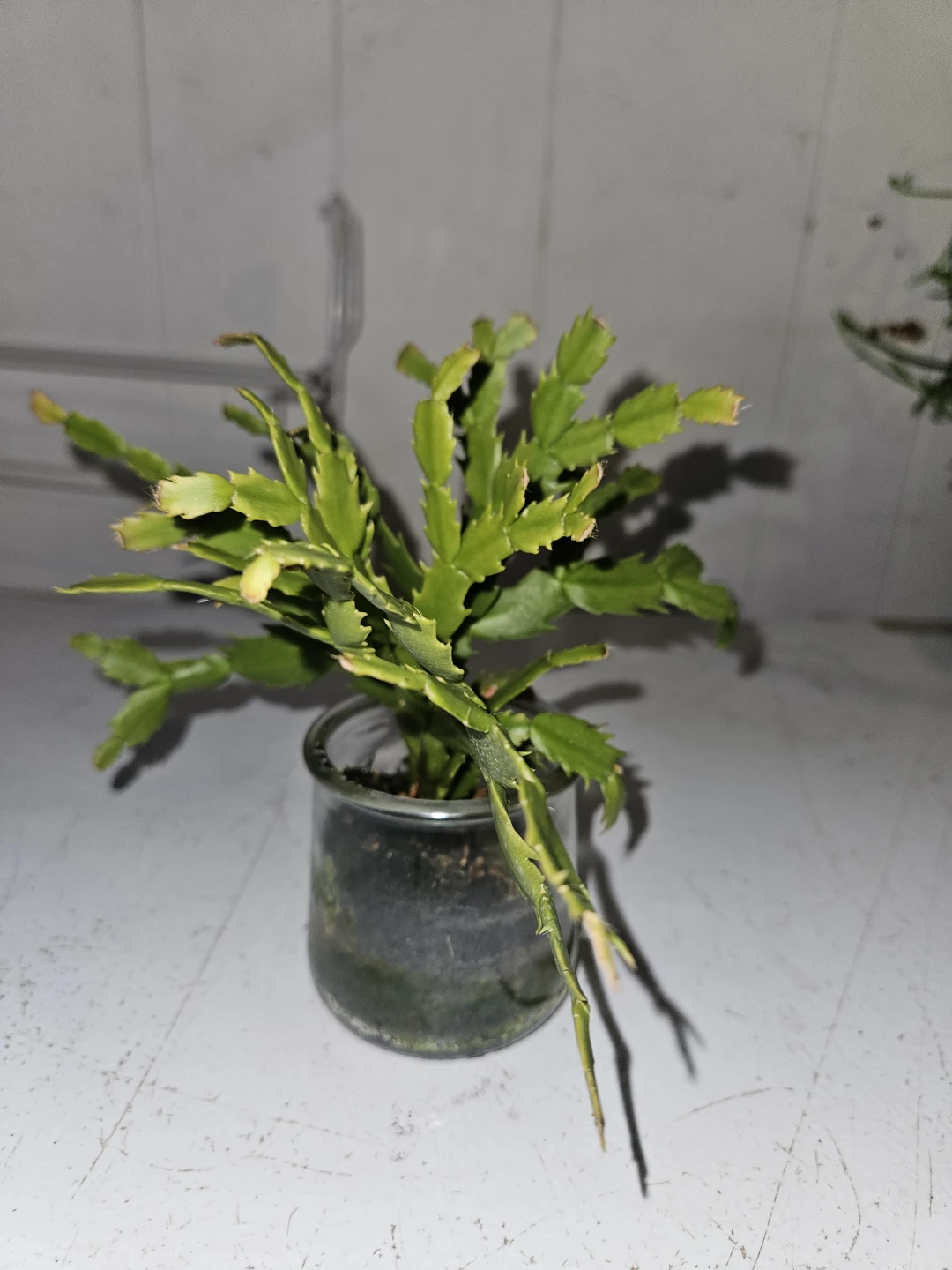 Schlumbergera  Cactus - photo 3