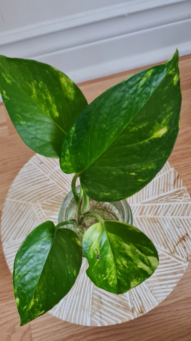 Healthy Rooted Golden Pothos in Glass Jar🌿🌿 - photo 2