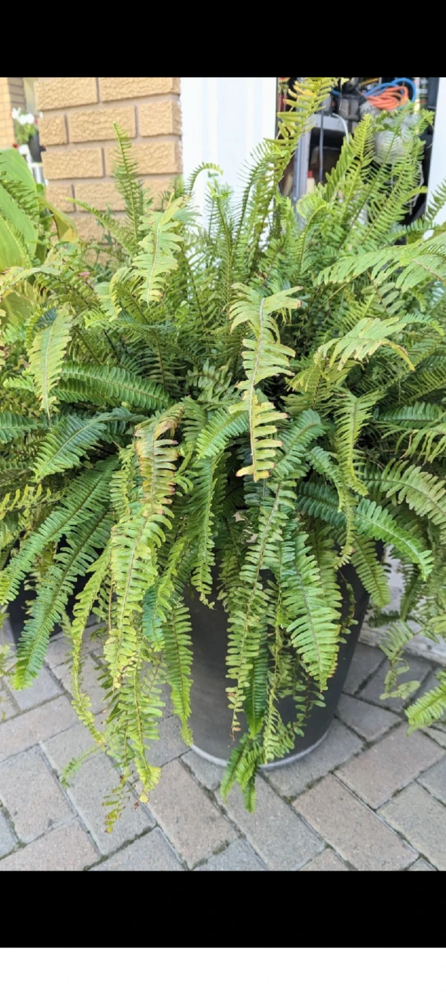 Large Boston Fern - photo 2
