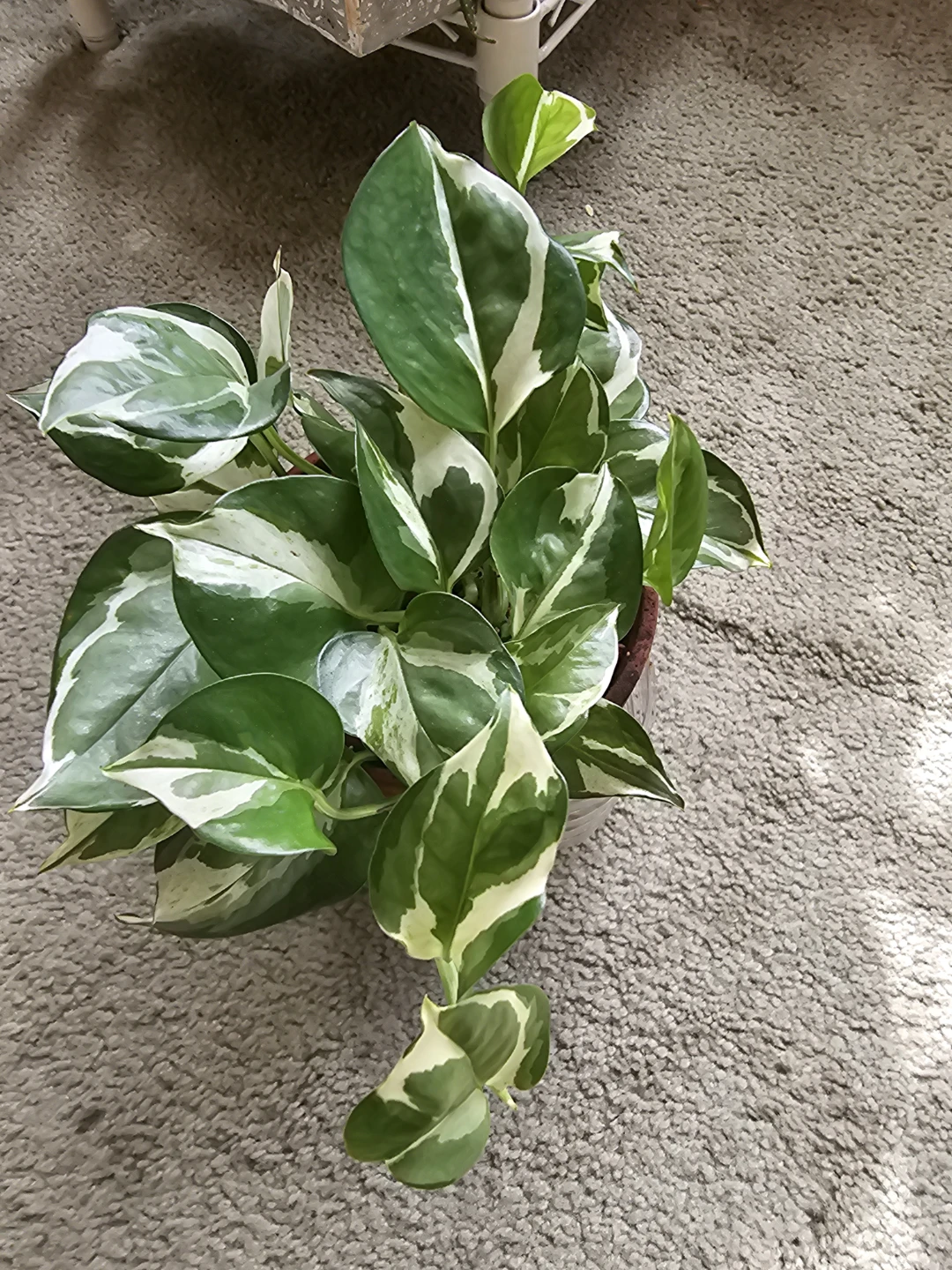 N Joy Variegated Pothos Houseplant - photo 3