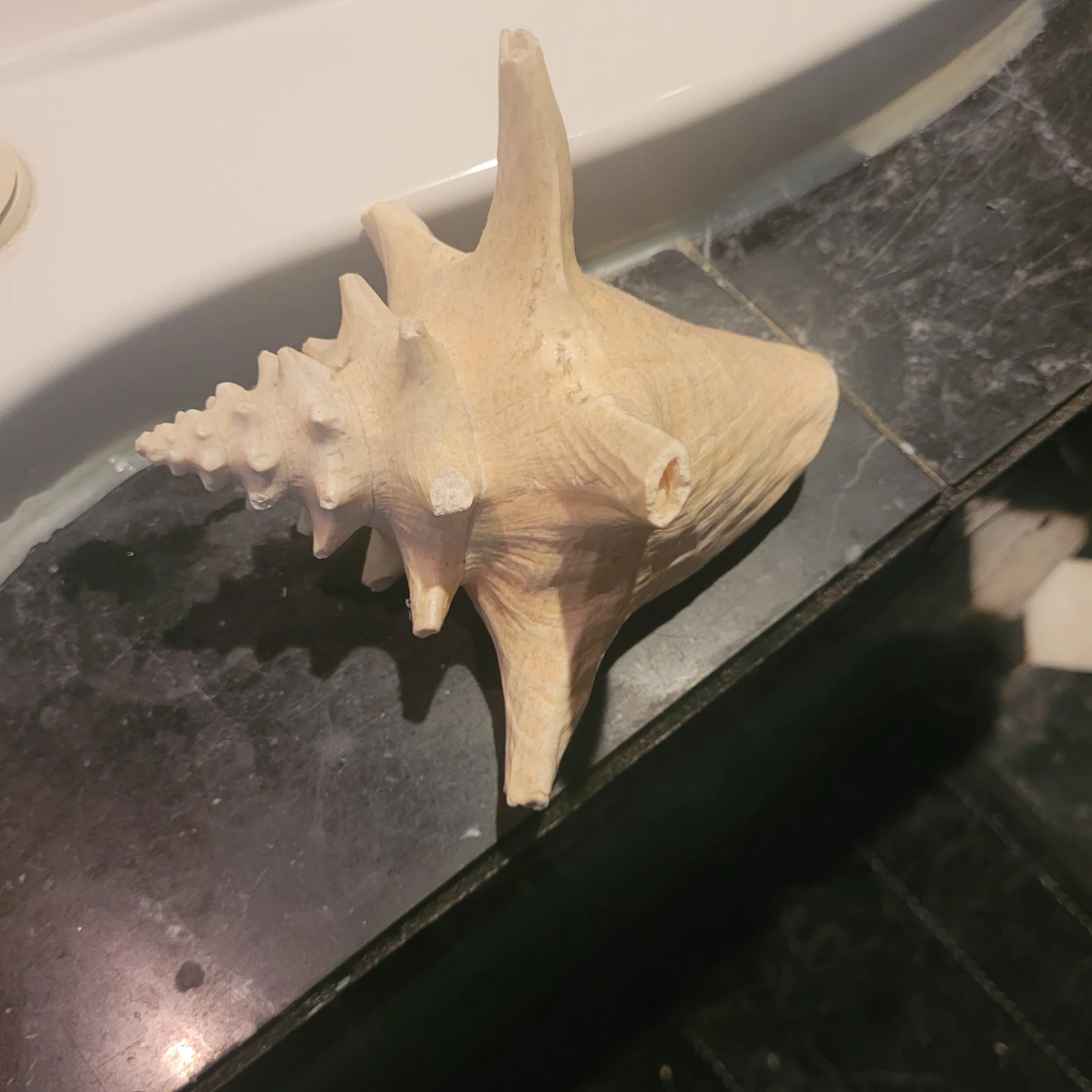 Large Spiked Seashell Decor