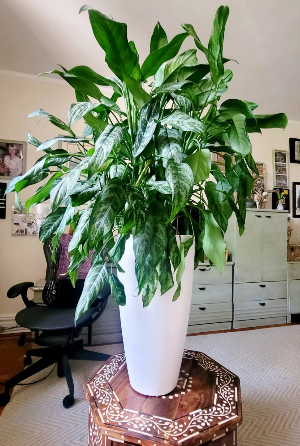 Large Aglaonema Houseplant in White Planter - photo 2