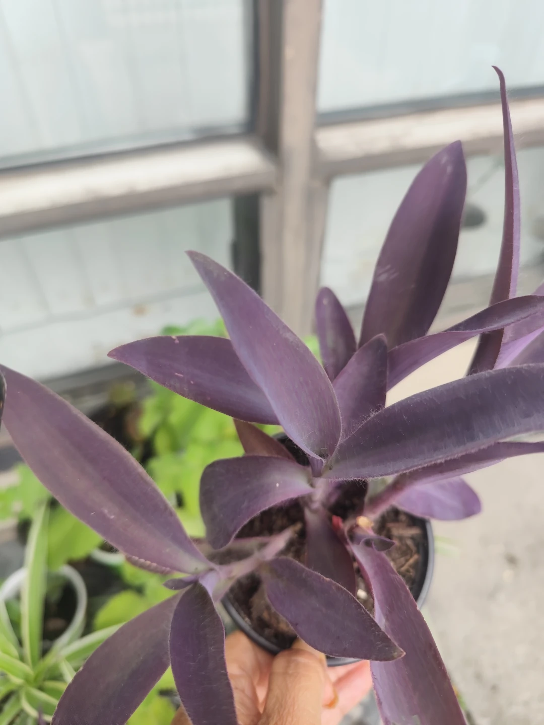 Purple Heart Tradescantia Pallida - photo 2