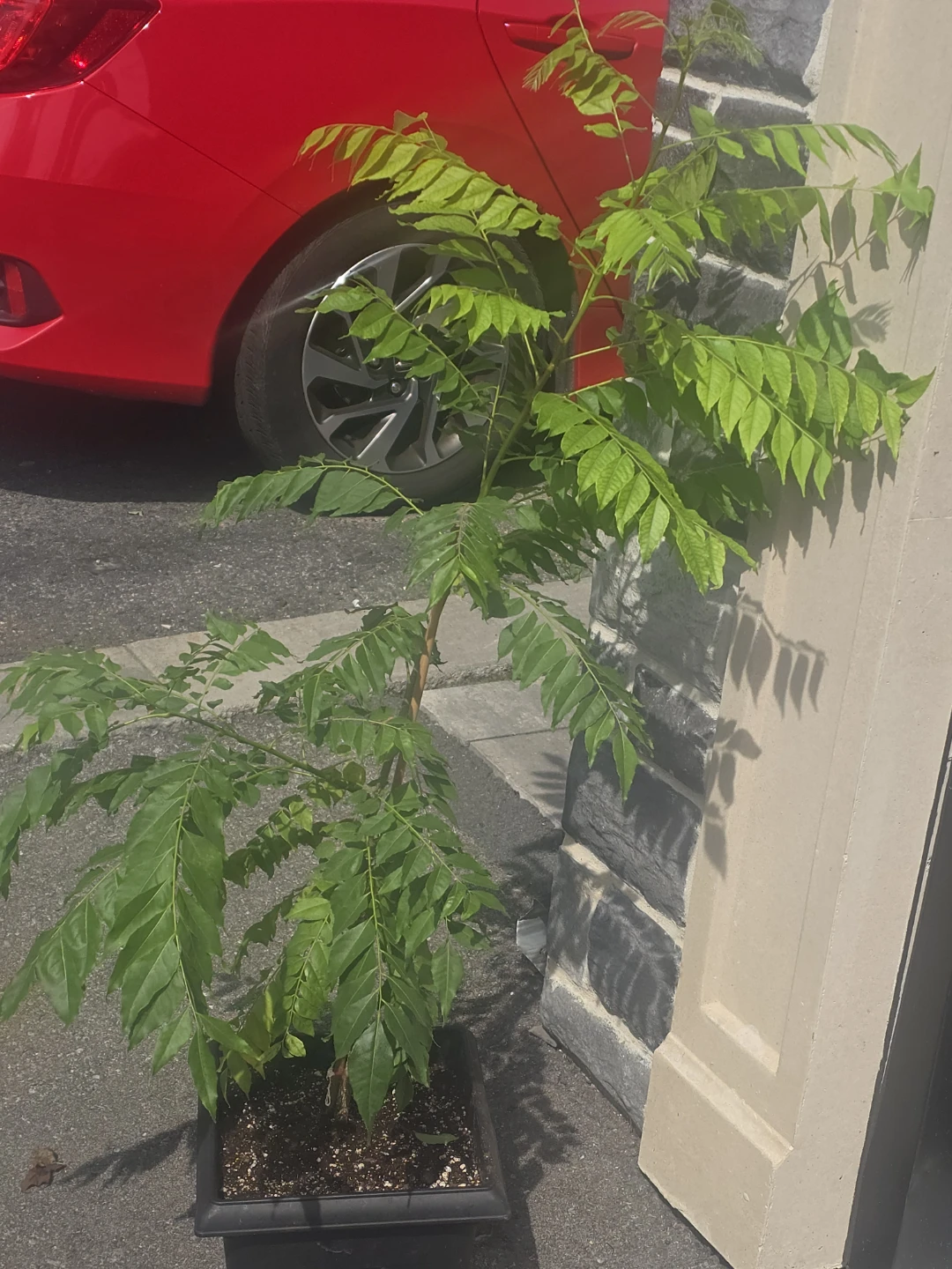Healthy Potted Curry Leaf Plant - photo 3