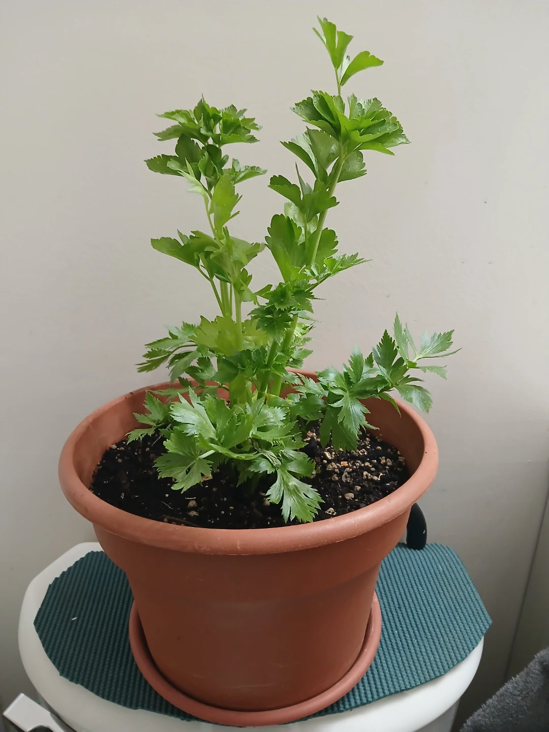 Potted Celery Plant