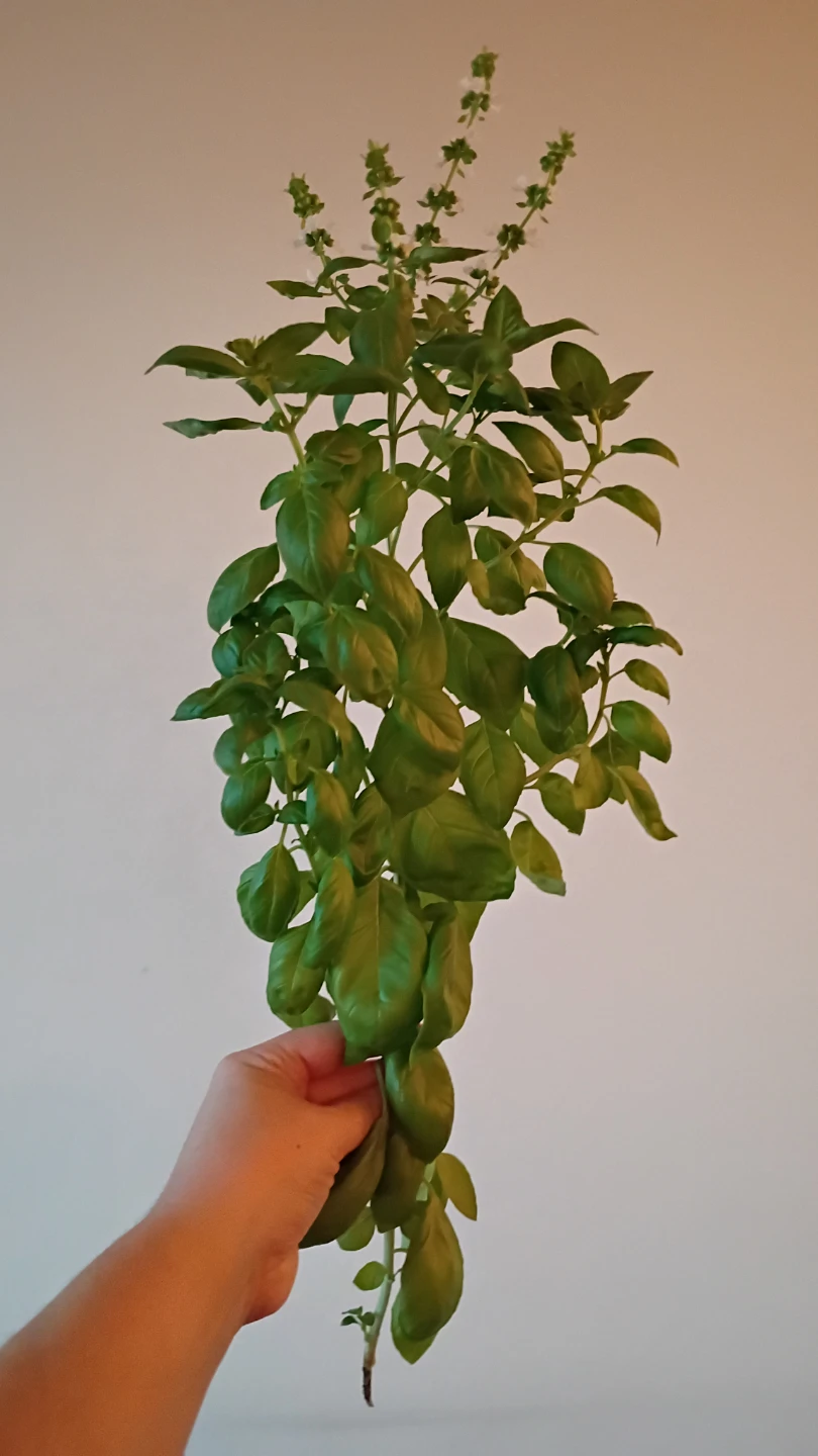 Fresh Herb Cuttings 🏈