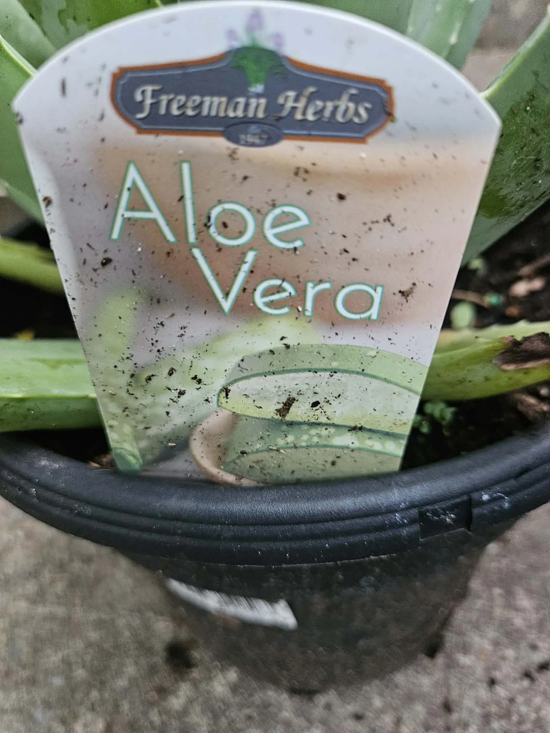 Freeman Herbs Aloe Vera Plant - photo 2