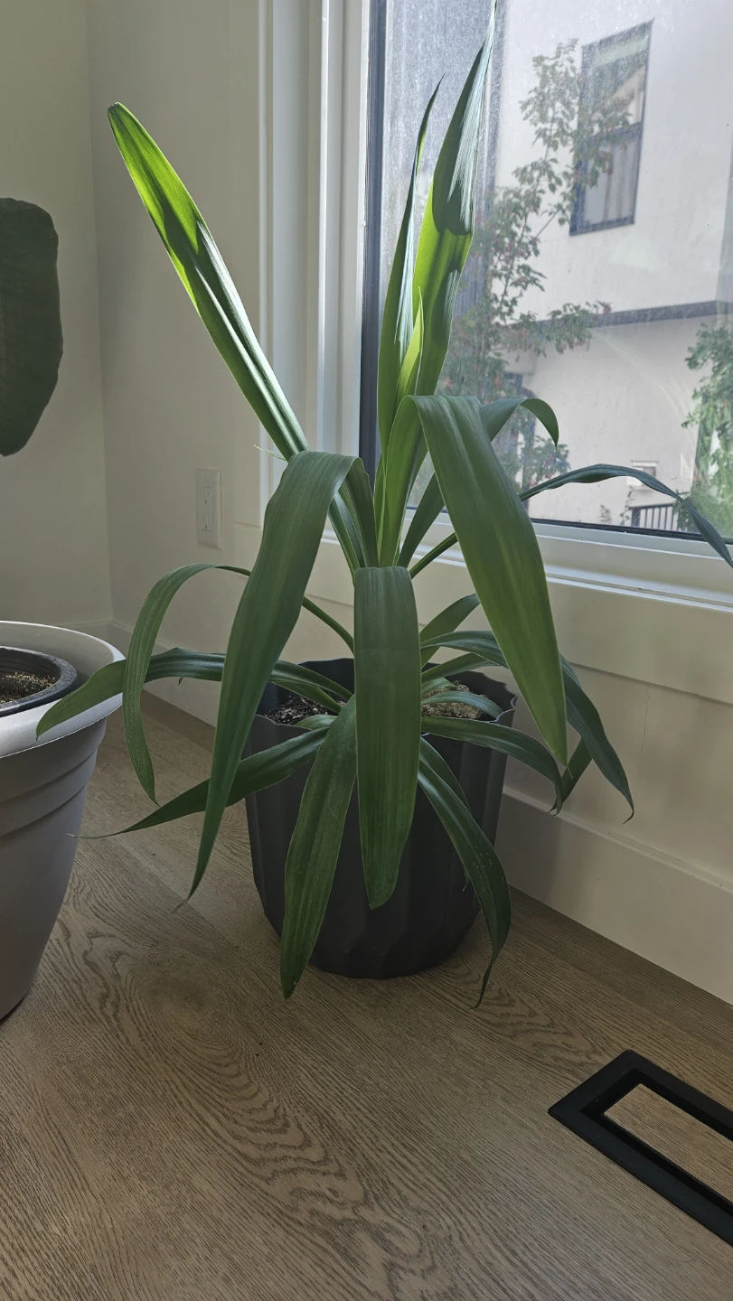 Yucca plant in black pot - photo 2