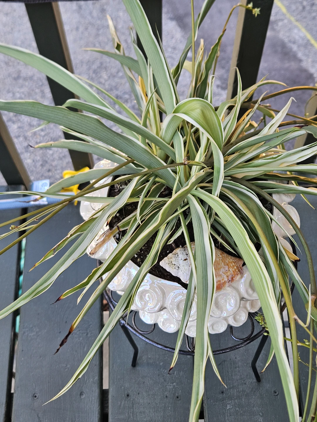 Assorted Potted Succulents and Spider Plants - photo 2