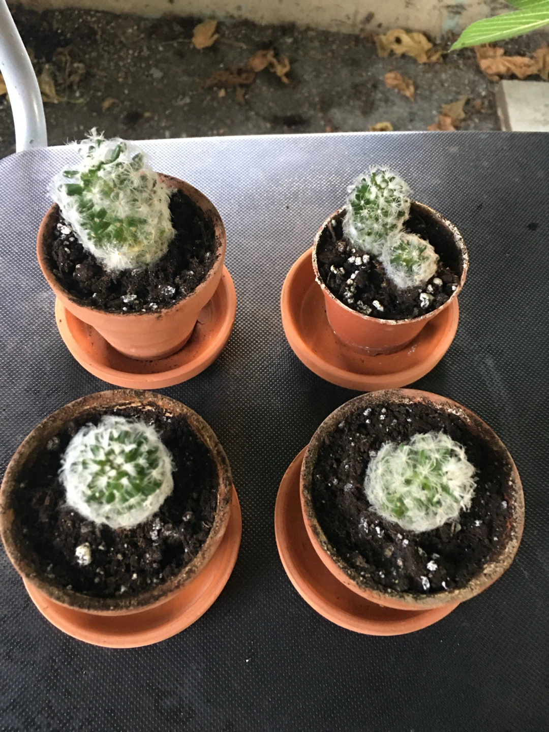 feather cactus