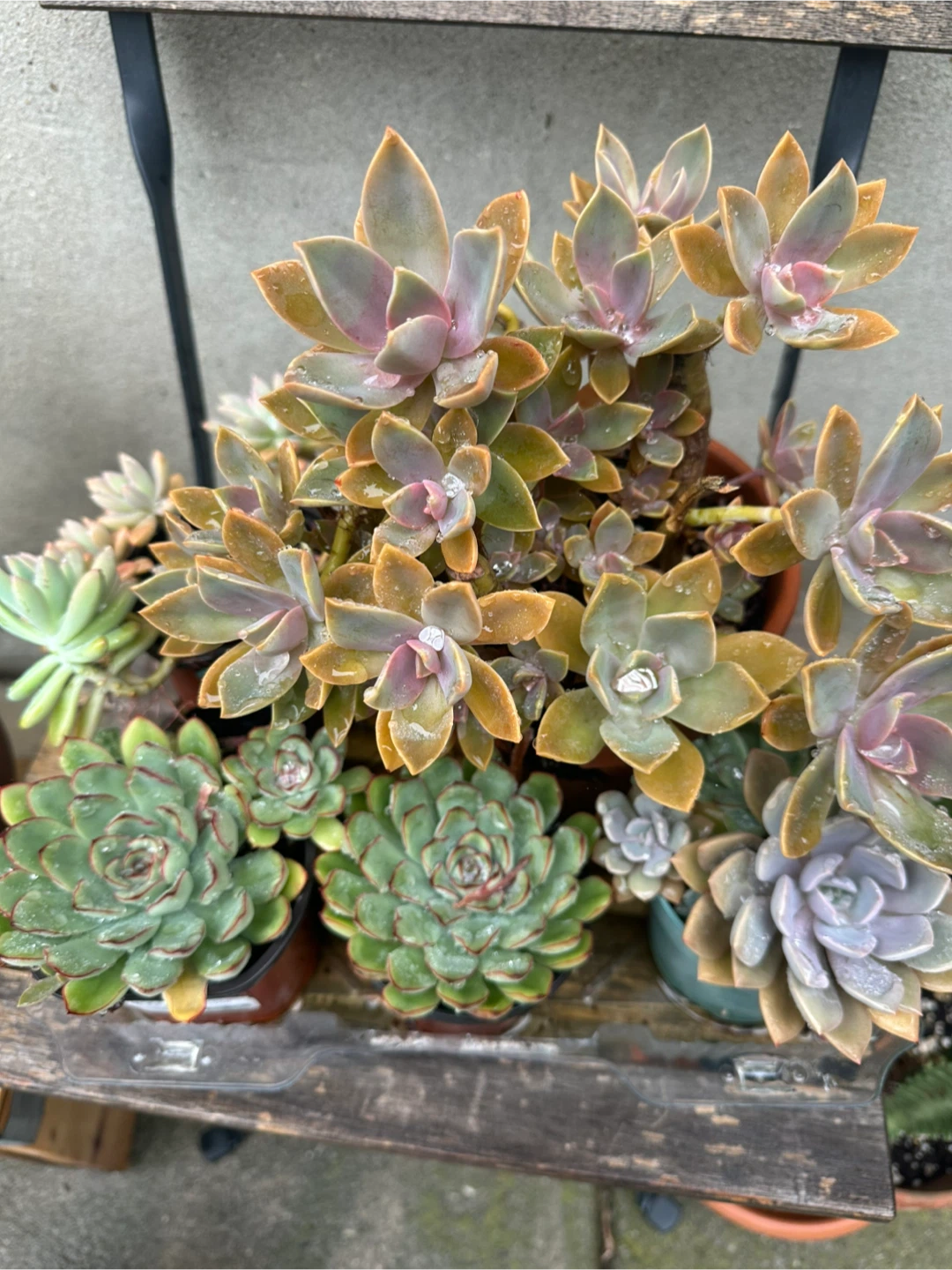 Assorted Succulent Plants