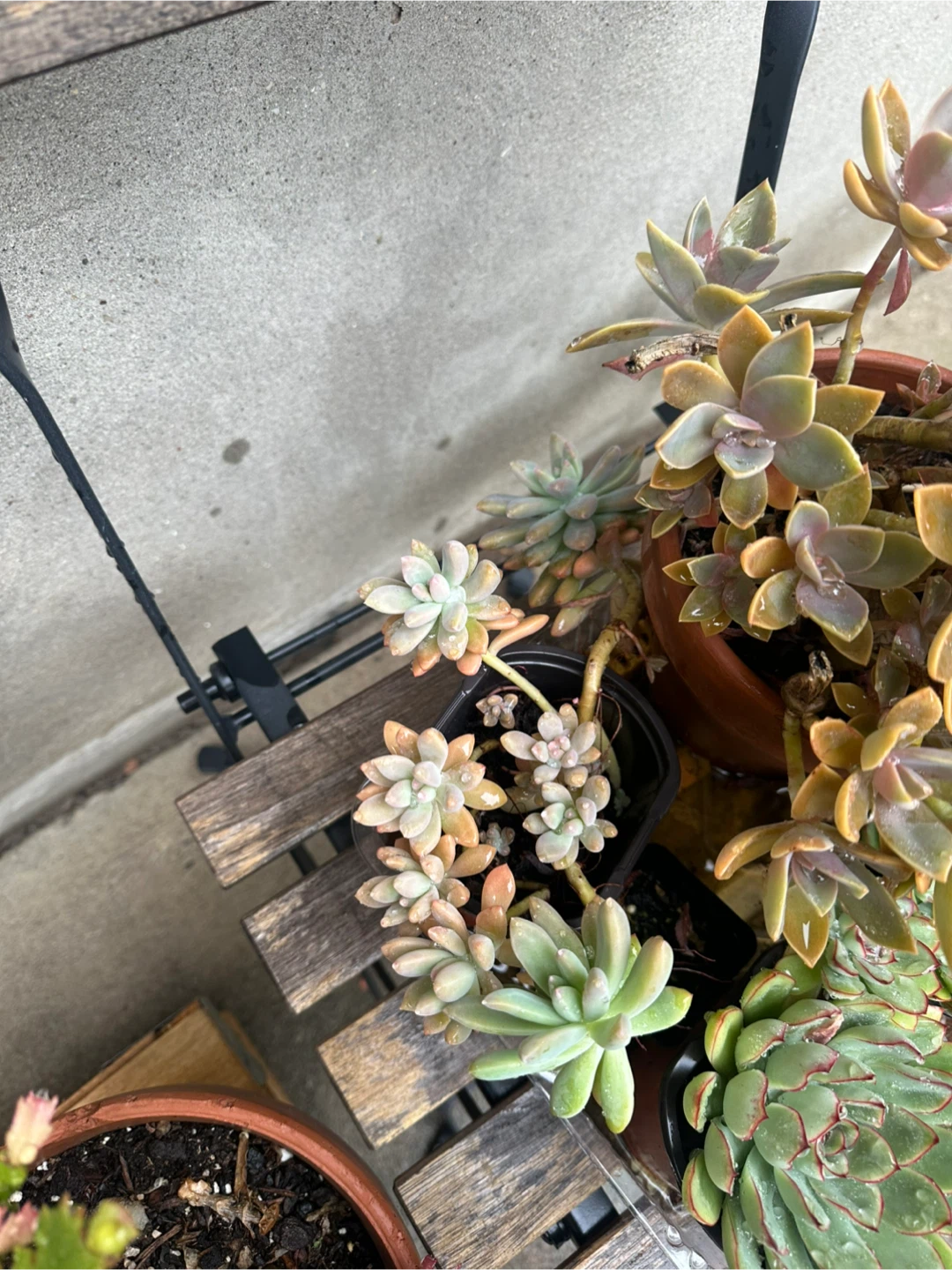 Assorted Succulent Plants - photo 2