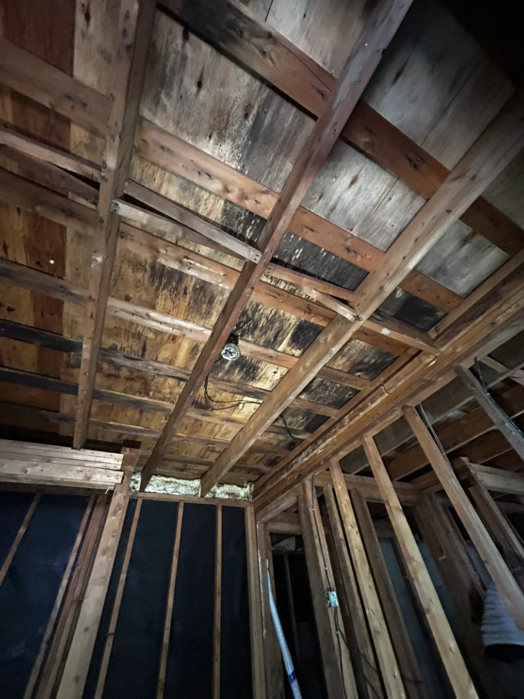 Professional Mold Remediation