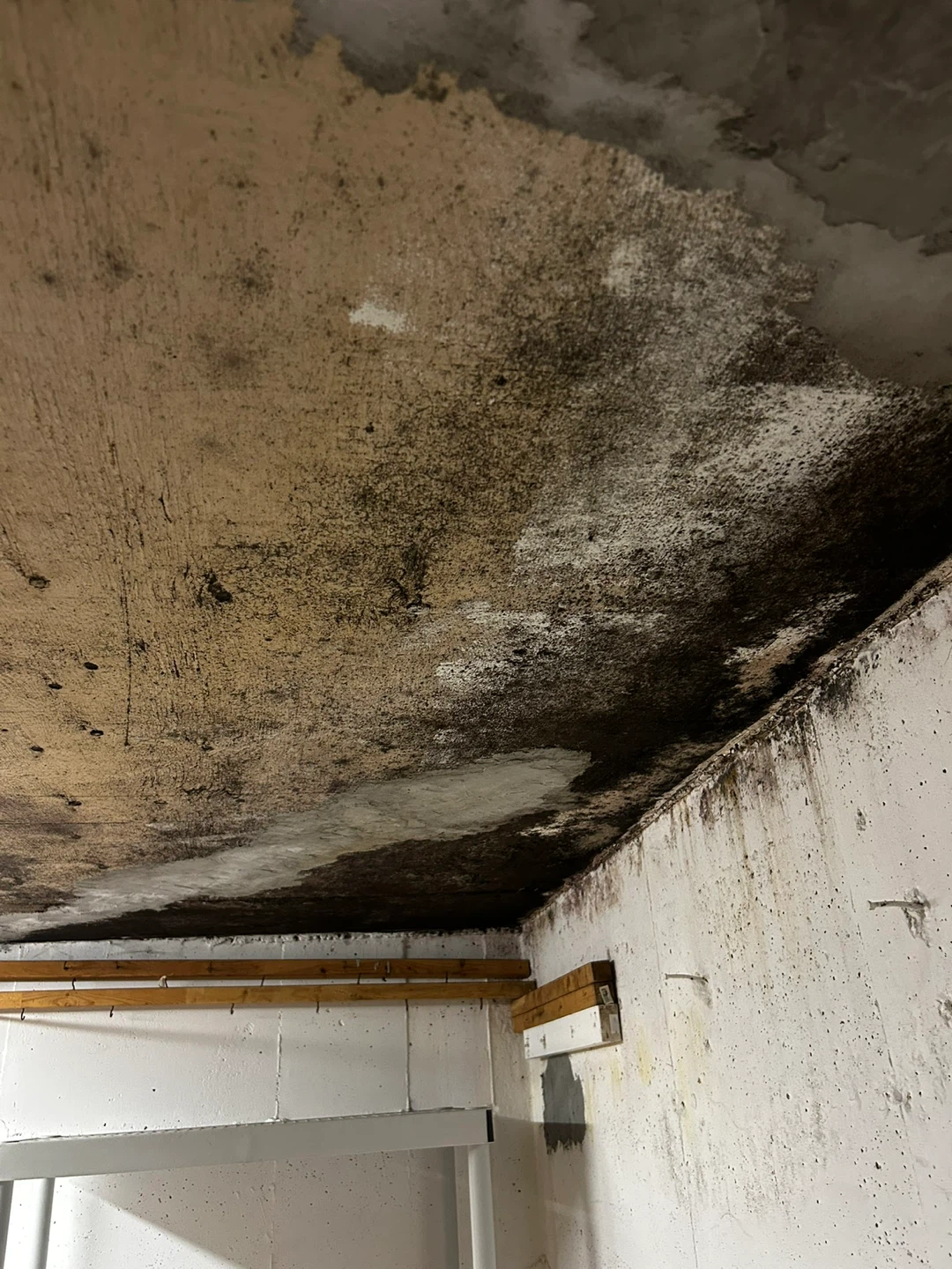 Professional Mold Remediation - photo 4
