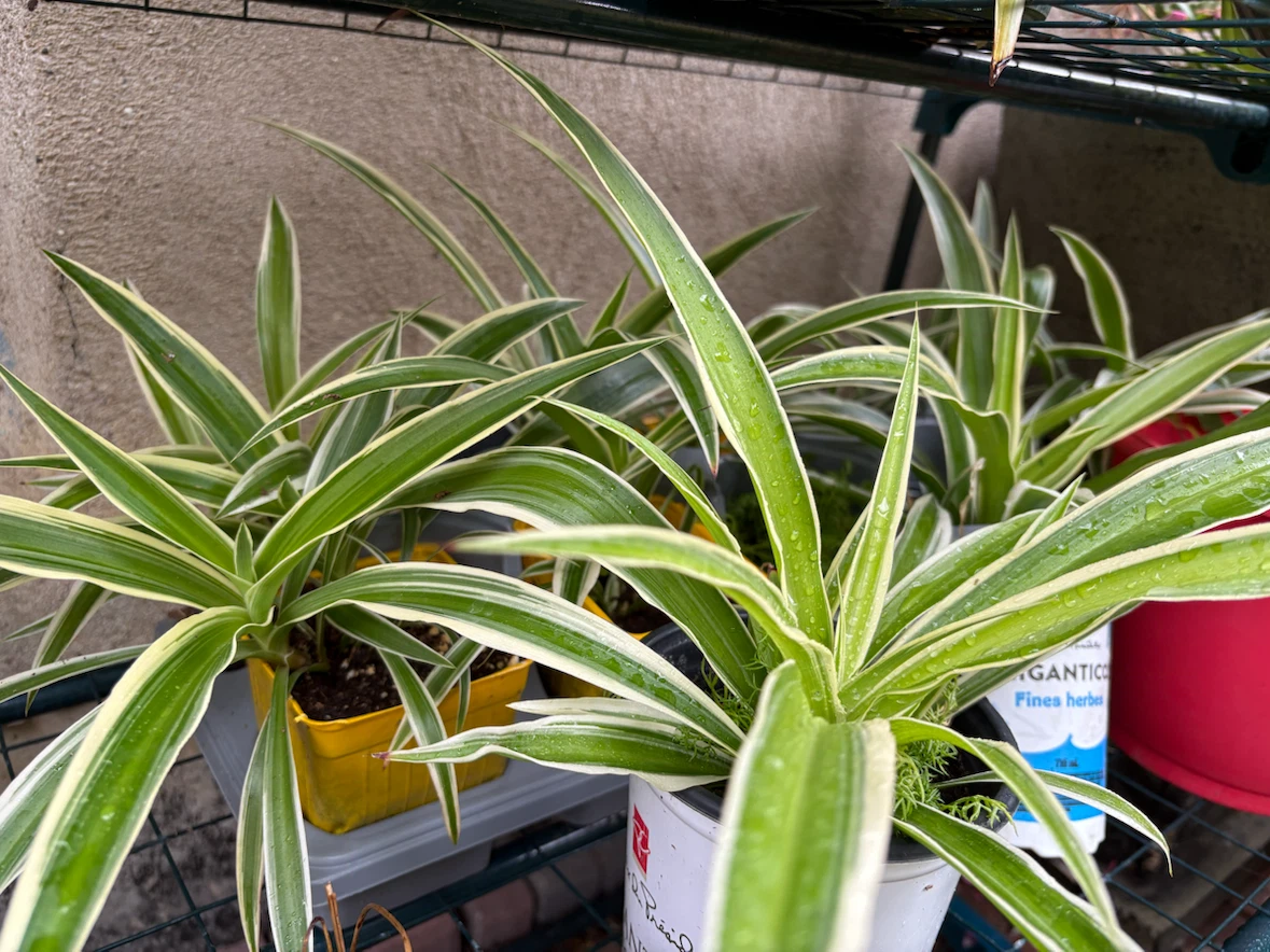 Variegated Spider Plant