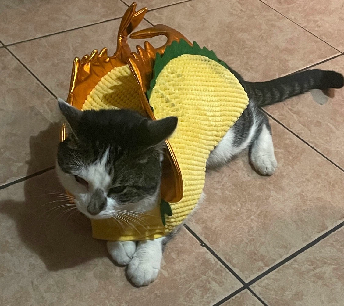 GREAT DEAL!: Taco Cat Costume + TWO FREE GIFTS!