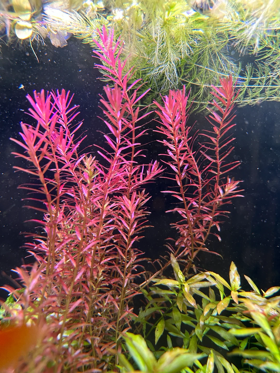 Rotala Magenta