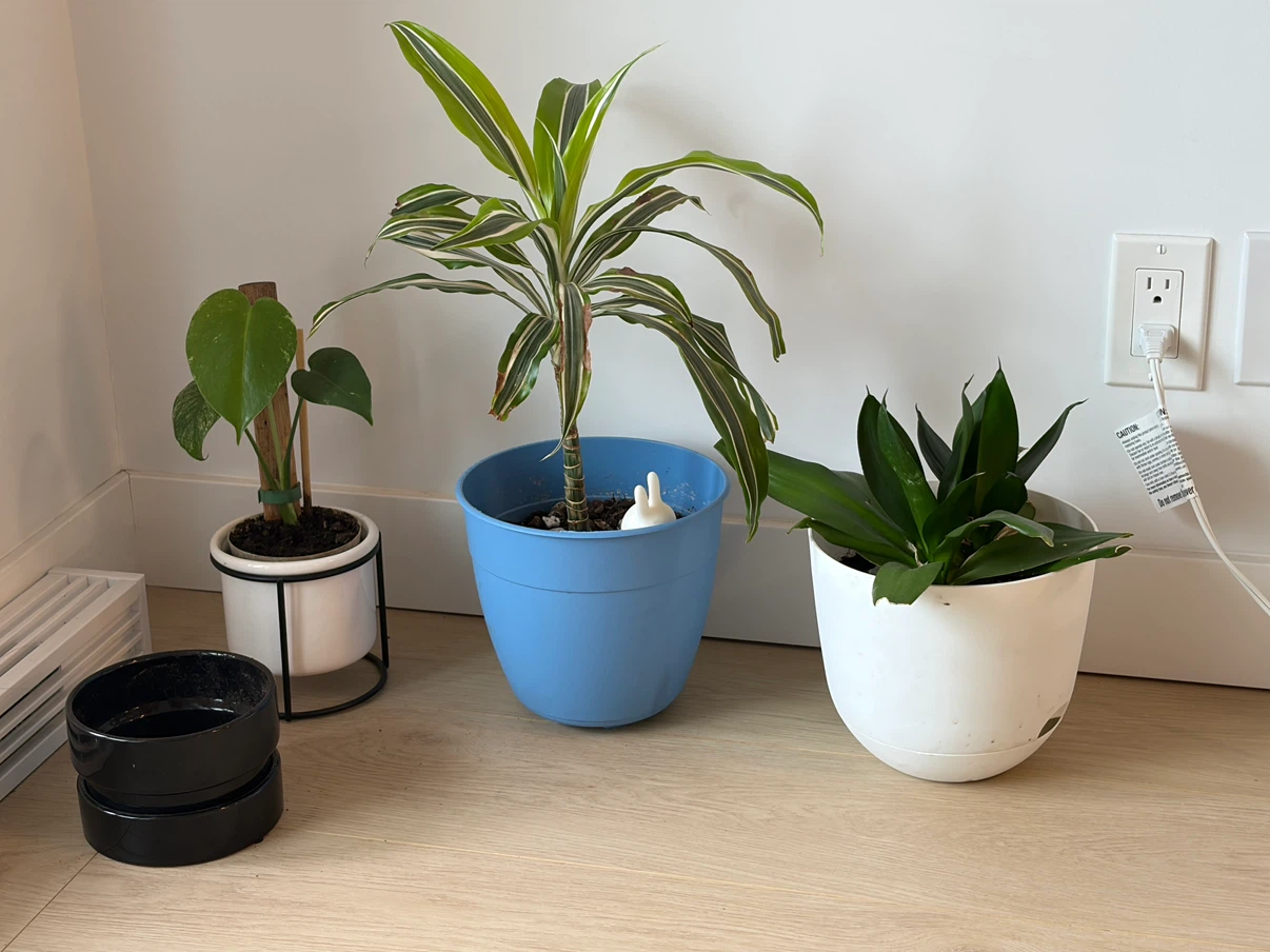 Assorted Houseplants in Pots